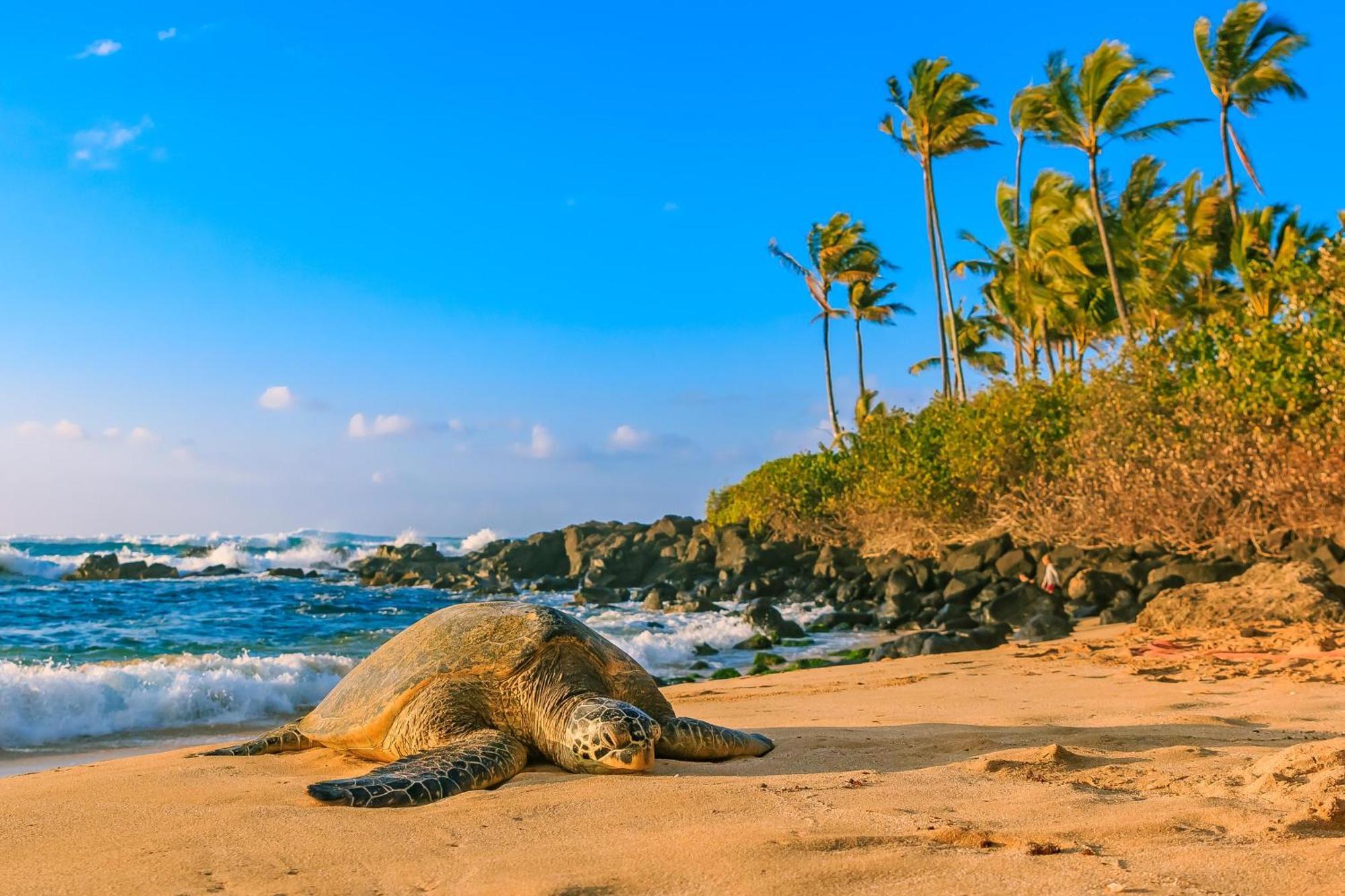 Вілла Delightful Hawaiian Monarch Studio Гонолулу Екстер'єр фото